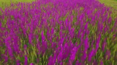 güzel mor çiçekler süsen büyük bir alanın havadan görünümü