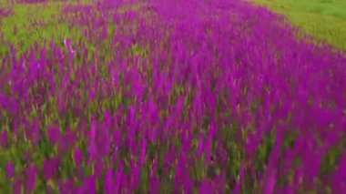 güzel mor çiçekler süsen büyük bir alanın havadan görünümü
