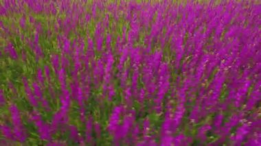 güzel mor çiçekler süsen büyük bir alanın havadan görünümü