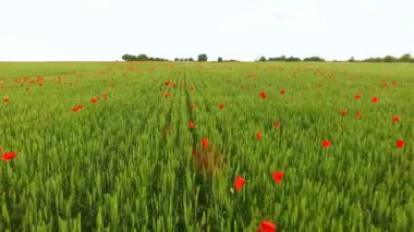 Hava haşhaş ve buğday alanı