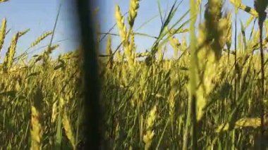 Buğday Tarlası Dalgaları Yaz Rüzgarı Tarafından Taşındı