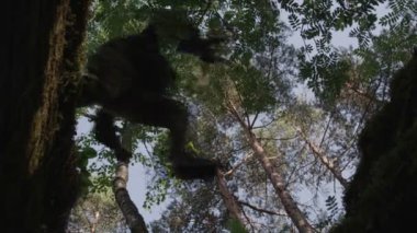 Askeri tatbikatlar ahşap. Kırmızı kamera ile çekim