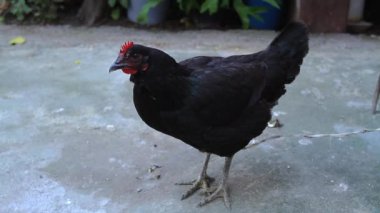 Bir çiftlikte yerli tavuk yakın çekim