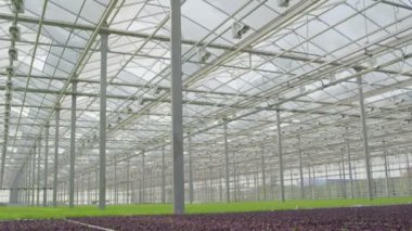 Sera içinde fidan ile