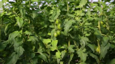 sera içinde domates kontrol bilim adamı