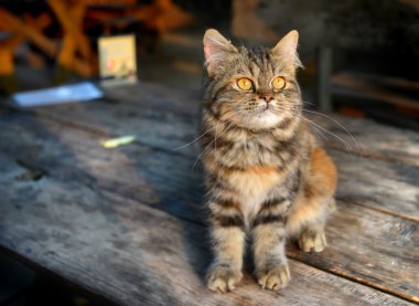 Bebek maine coon kedi duygu 