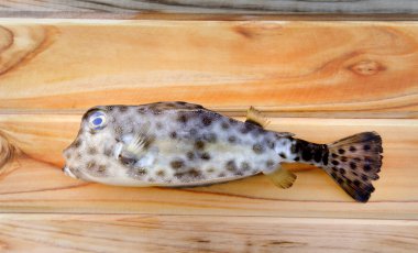 taze kirpi balığı balık yemek pişirmek için 