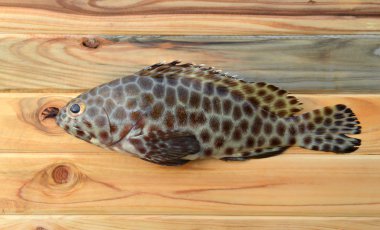 yemek pişirmek için taze orfoz balığı 