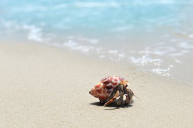 Pavurya sahilde hayat