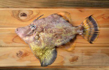 taze monacanthidae balık