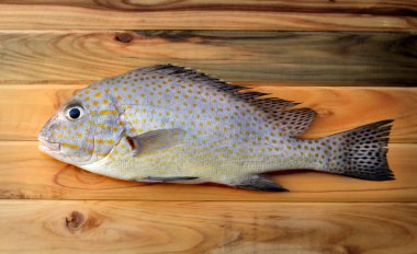 taze boyalı sweetlip balık Market