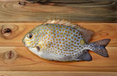 Taze Siganus guttatus balık Market