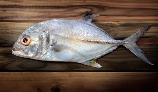 Ryby świeże opastuna trevally — Zdjęcie stockowe