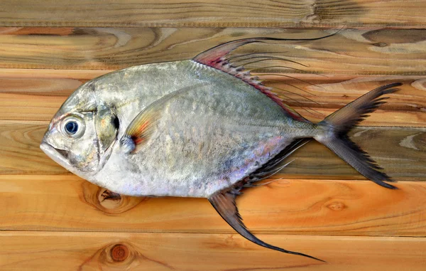 Jack filigranowa świeże ryby z rynku rybołówstwa — Zdjęcie stockowe