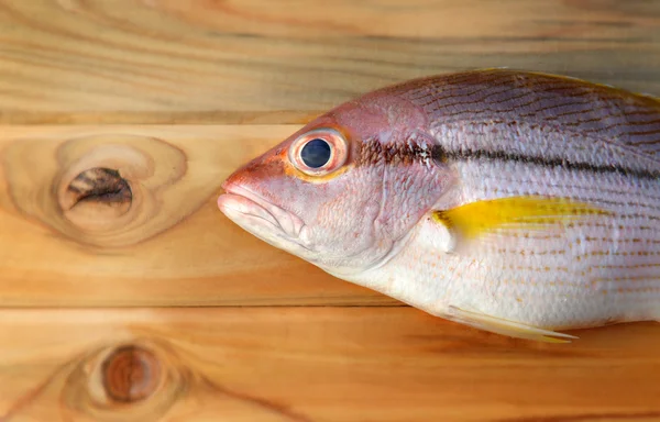 Brownstripe Lucjan owoce morza ryba — Zdjęcie stockowe