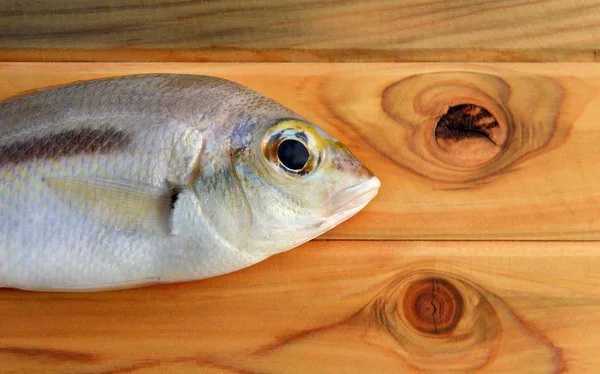 Świeże ryby monogram Scolopsis — Zdjęcie stockowe