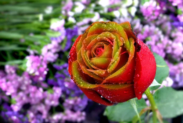 Valentine single beautiful rose — Stock Photo, Image
