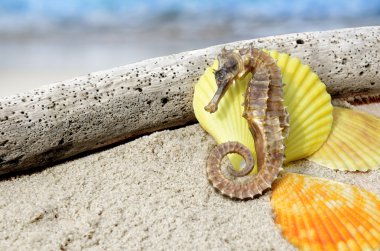 body and texture of dry seahorse clipart