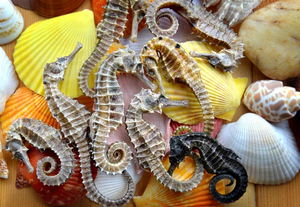 Cuerpo y textura del caballito de mar seco —  Fotos de Stock