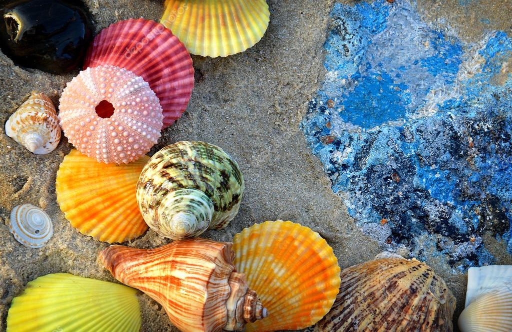 Pourquoi On Entend La Mer Dans Les Coquillages Coquillage Ou On Entend La Mer - Communauté MCMS