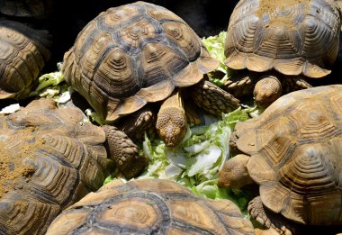 Afrika teşvik kaplumbağa sulcata