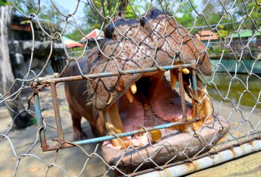 su aygırı bekleyen gıda için ağzı açık 