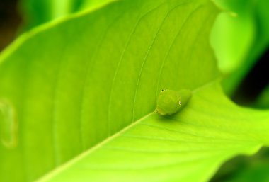 Ortak jay kelebek yeşil solucan