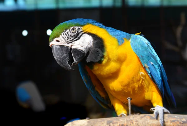 Ptaków Ara w zoo — Zdjęcie stockowe