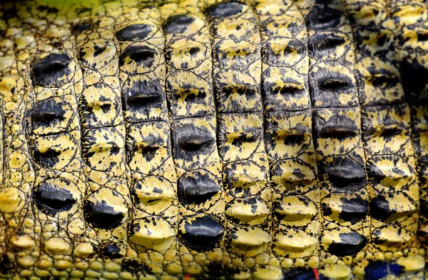 La piel del cocodrilo en el zoológico —  Fotos de Stock