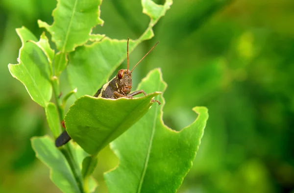 El saltamontes marrón y la hoja — Foto de Stock