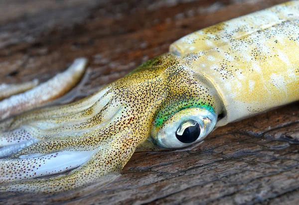 Oczu, koncentrując się z sepii miękkie świeże i życia ryb — Zdjęcie stockowe