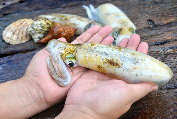 Ryby świeże i życia miękkie sepii w ręce — Zdjęcie stockowe