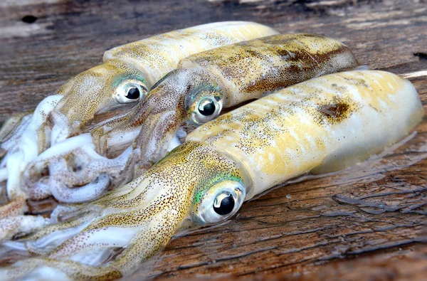 3 świeże i życia miękkie sepii ryb — Zdjęcie stockowe