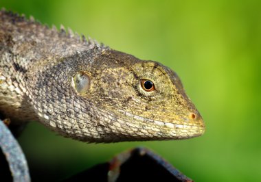 Tayland kafa kertenkele 