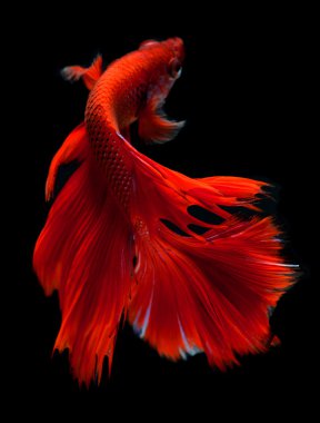 Daha iyi balık veya Siyam mücadele balık