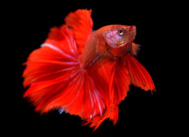 Daha iyi balık veya Siyam mücadele balık