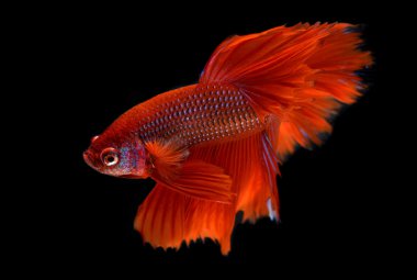 Daha iyi balık veya Siyam mücadele balık