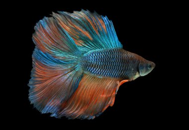 Daha iyi balık veya Siyam mücadele balık