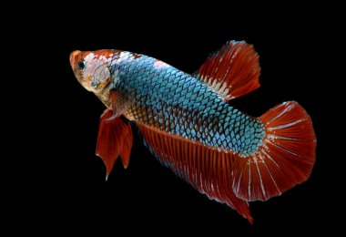 Daha iyi balık veya Siyam mücadele balık