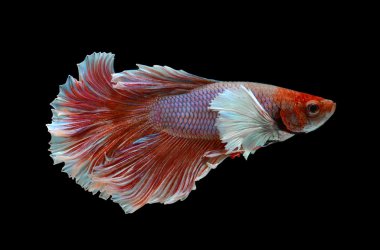 Daha iyi balık veya Siyam mücadele balık