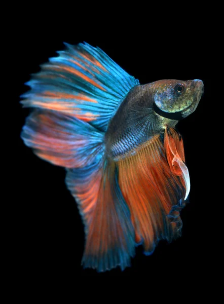 Betta vis of Siamese vechten vis — Stockfoto