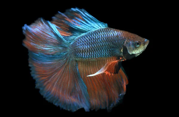 Betta fish or Siamese fighting fish — Stock Photo, Image