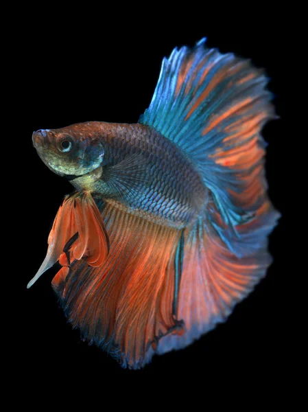 Betta fish or Siamese fighting fish — Stock Photo, Image