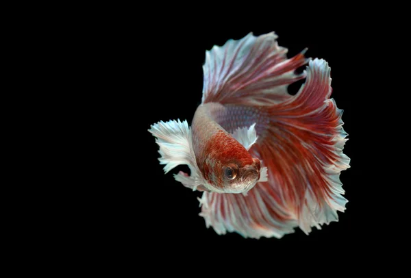 Betta peixes ou peixes siameses de combate — Fotografia de Stock