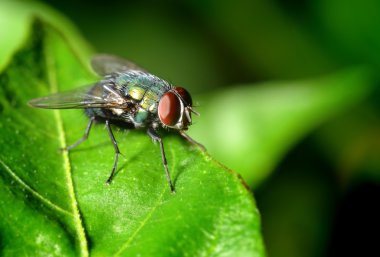 Yaprak doğada bir sinek 