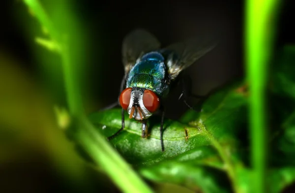Eine Fliege auf dem Blatt in der Natur — Stockfoto