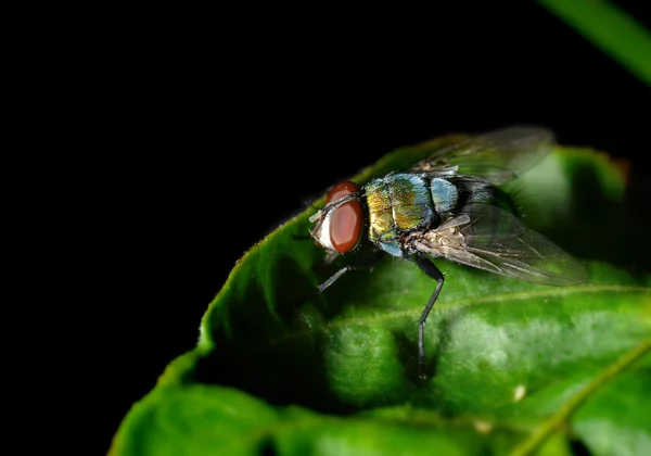 Uma mosca na folha na natureza — Fotografia de Stock