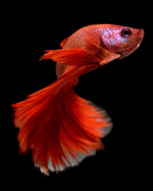 Kırmızı haft ay uzun kuyruk Betta balık