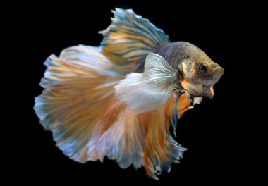Betta Saimese mücadele balık renkli waver 
