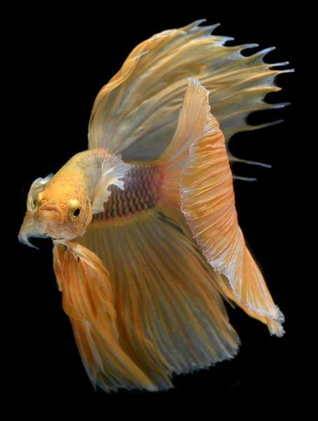 Yellow golden Colorful  waver of Betta Saimese fighting fish — Stockfoto